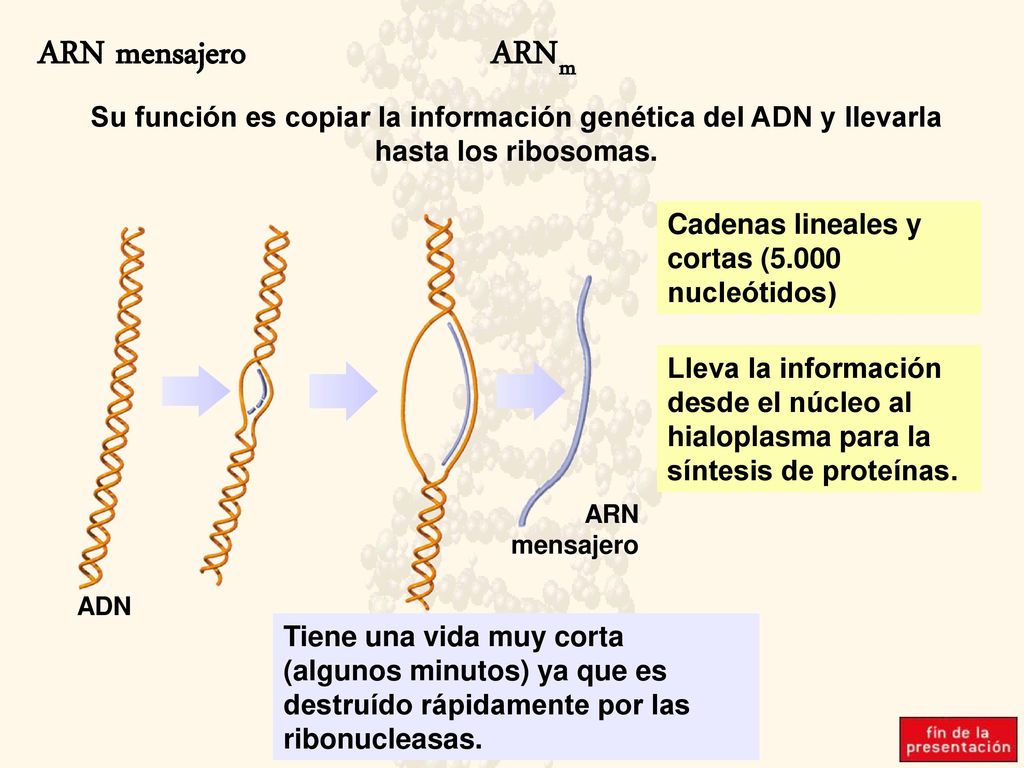 ARN mensajero ARNm Su función es copiar la información genética del ADN y llevarla hasta los ribosomas.