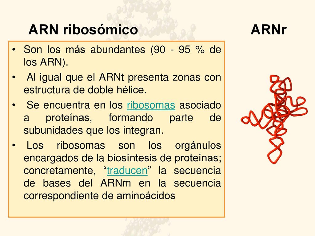 ARN ribosómico ARNr Son los más abundantes ( % de los ARN).