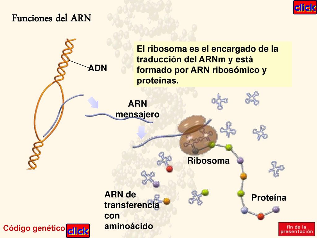 Funciones del ARN El ribosoma es el encargado de la traducción del ARNm y está formado por ARN ribosómico y proteínas.