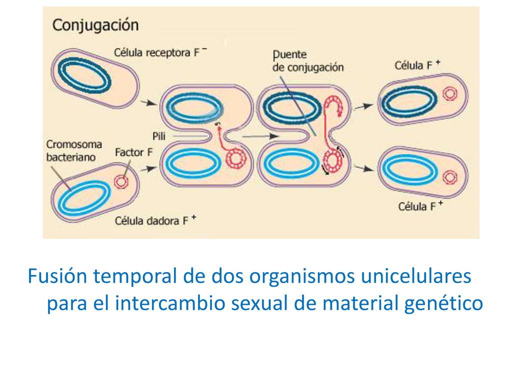 Fusión temporal de dos organismos unicelulares para el intercambio sexual de material genético
