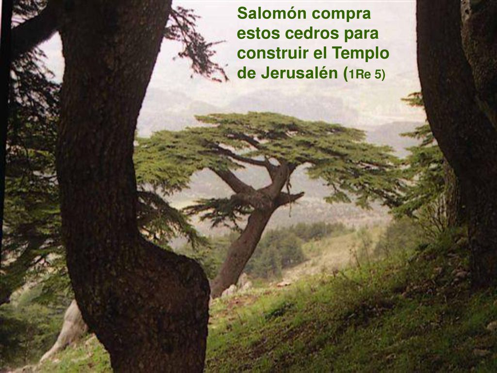 Salomón compra estos cedros para construir el Templo de Jerusalén (1Re 5)