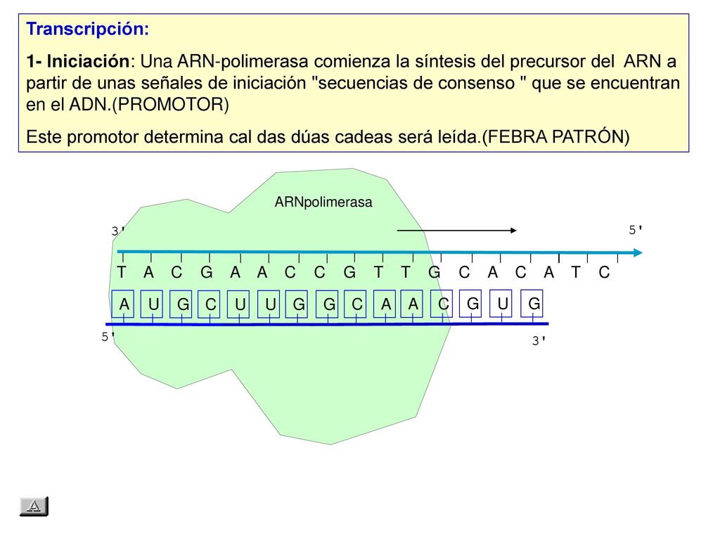 Este promotor determina cal das dúas cadeas será leída.(FEBRA PATRÓN)