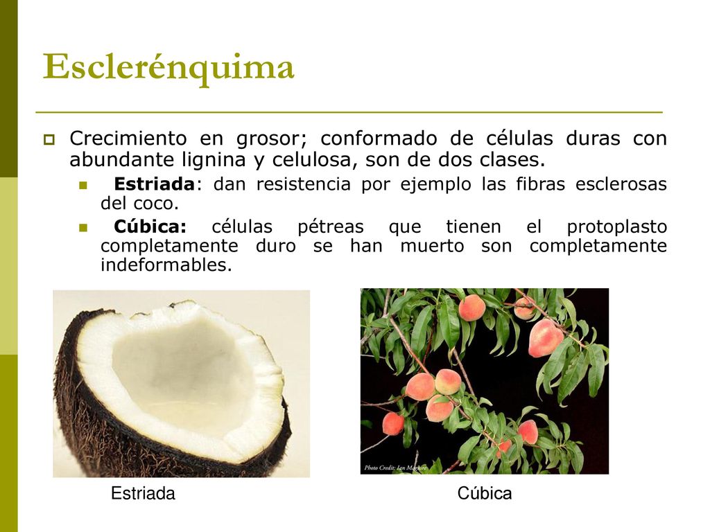 Esclerénquima Crecimiento en grosor; conformado de células duras con abundante lignina y celulosa, son de dos clases.