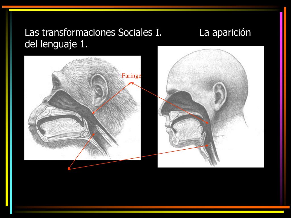 Las transformaciones Sociales I. La aparición del lenguaje 1.