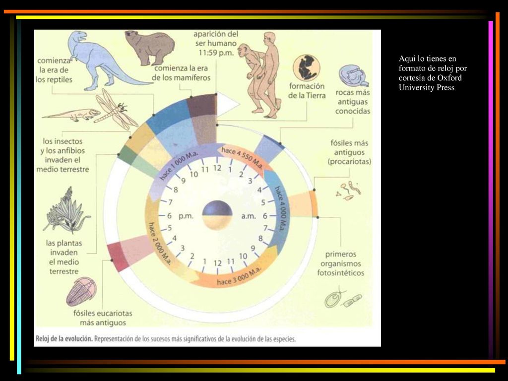 Aquí lo tienes en formato de reloj por cortesía de Oxford University Press
