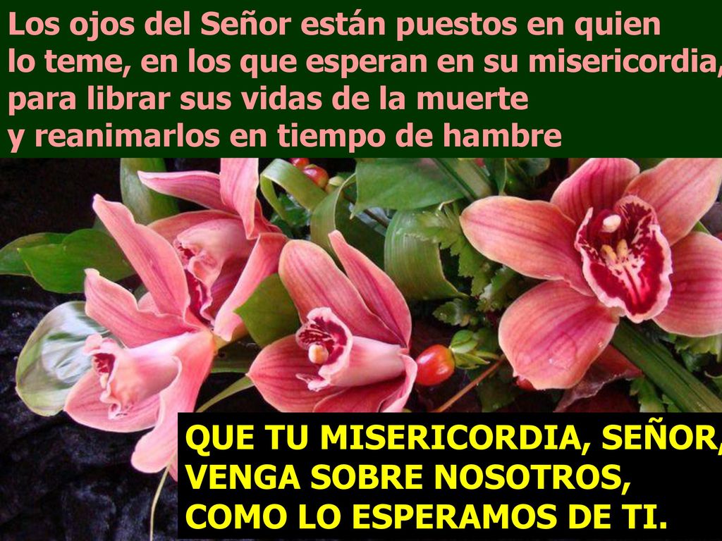 Los ojos del Señor están puestos en quien lo teme, en los que esperan en su misericordia,