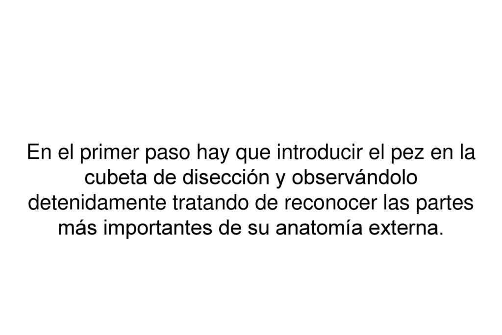En el primer paso hay que introducir el pez en la cubeta de disección y observándolo detenidamente tratando de reconocer las partes más importantes de su anatomía externa.