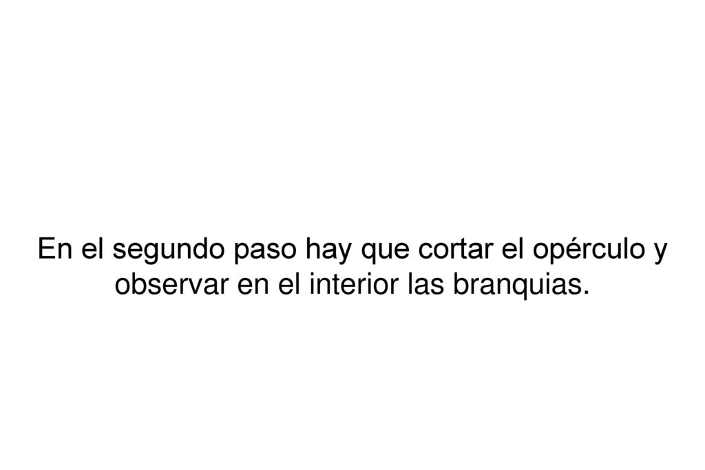 En el segundo paso hay que cortar el opérculo y observar en el interior las branquias.