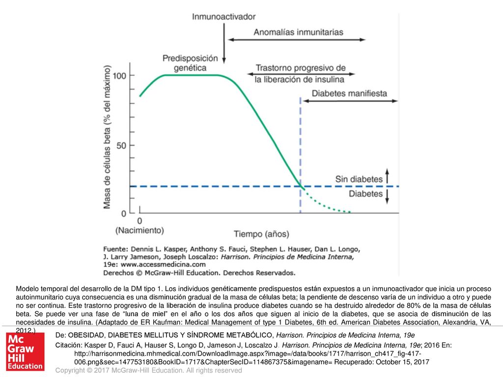 Modelo temporal del desarrollo de la DM tipo 1