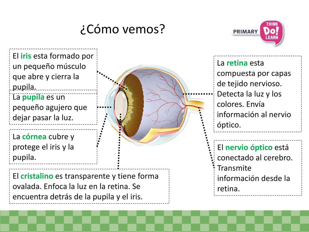 ¿Cómo vemos El iris esta formado por un pequeño músculo que abre y cierra la pupila.