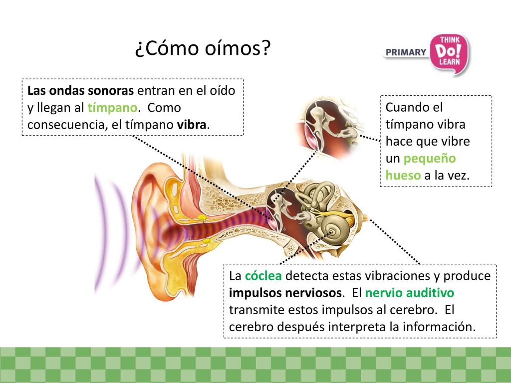 ¿Cómo oímos Las ondas sonoras entran en el oído y llegan al tímpano. Como consecuencia, el tímpano vibra.