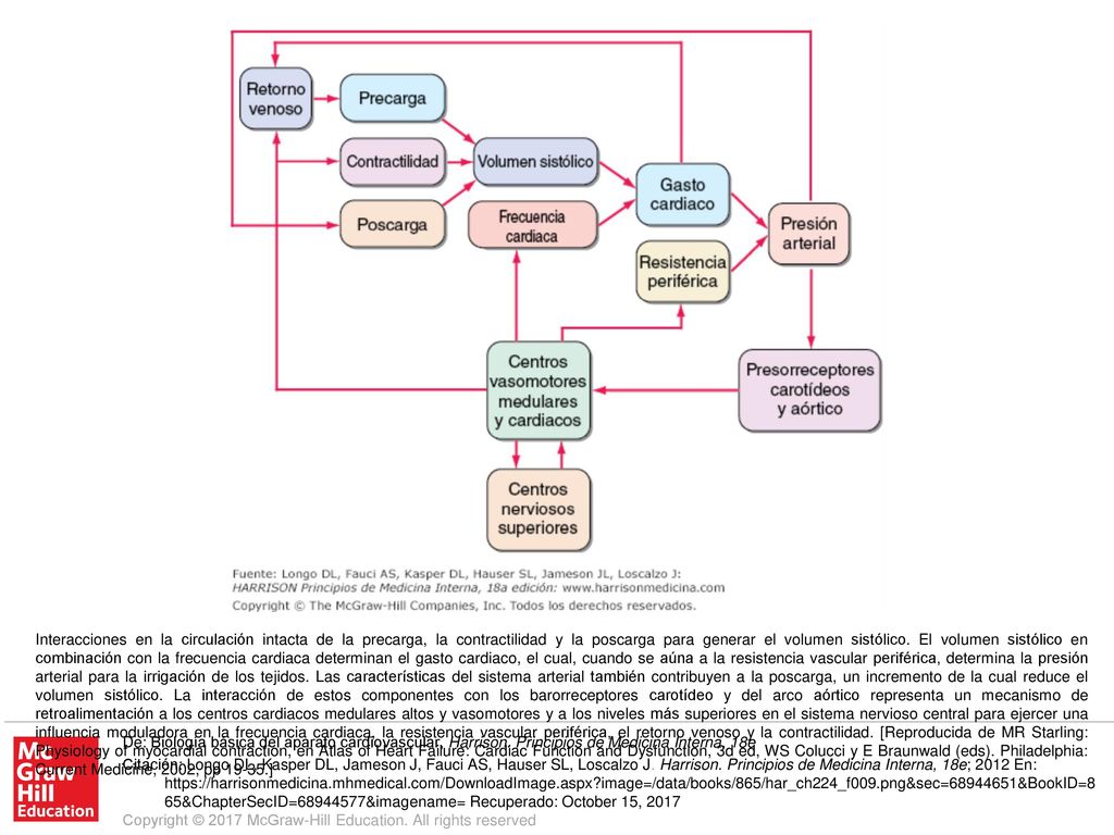 Interacciones en la circulación intacta de la precarga, la contractilidad y la poscarga para generar el volumen sistólico. El volumen sistólico en combinación con la frecuencia cardiaca determinan el gasto cardiaco, el cual, cuando se aúna a la resistencia vascular periférica, determina la presión arterial para la irrigación de los tejidos. Las características del sistema arterial también contribuyen a la poscarga, un incremento de la cual reduce el volumen sistólico. La interacción de estos componentes con los barorreceptores carotídeo y del arco aórtico representa un mecanismo de retroalimentación a los centros cardiacos medulares altos y vasomotores y a los niveles más superiores en el sistema nervioso central para ejercer una influencia moduladora en la frecuencia cardiaca, la resistencia vascular periférica, el retorno venoso y la contractilidad. [Reproducida de MR Starling: Physiology of myocardial contraction, en Atlas of Heart Failure: Cardiac Function and Dysfunction, 3d ed, WS Colucci y E Braunwald (eds). Philadelphia: Current Medicine, 2002, pp ]