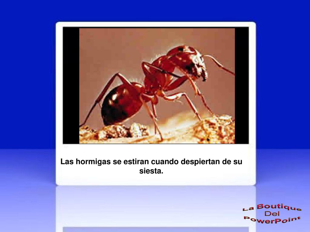 Las hormigas se estiran cuando despiertan de su siesta.