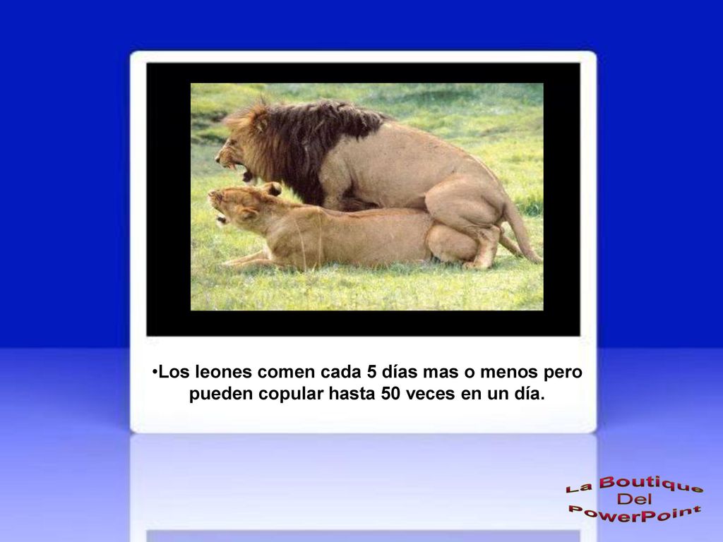 Los leones comen cada 5 días mas o menos pero pueden copular hasta 50 veces en un día.