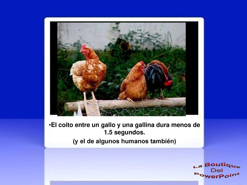 El coito entre un gallo y una gallina dura menos de 1.5 segundos.