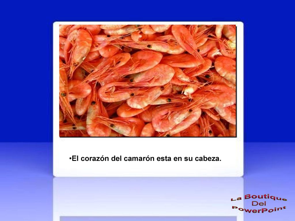 El corazón del camarón esta en su cabeza.