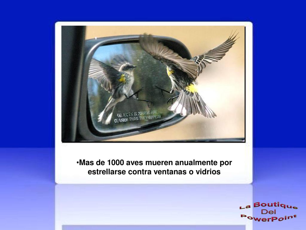 Mas de 1000 aves mueren anualmente por estrellarse contra ventanas o vidrios