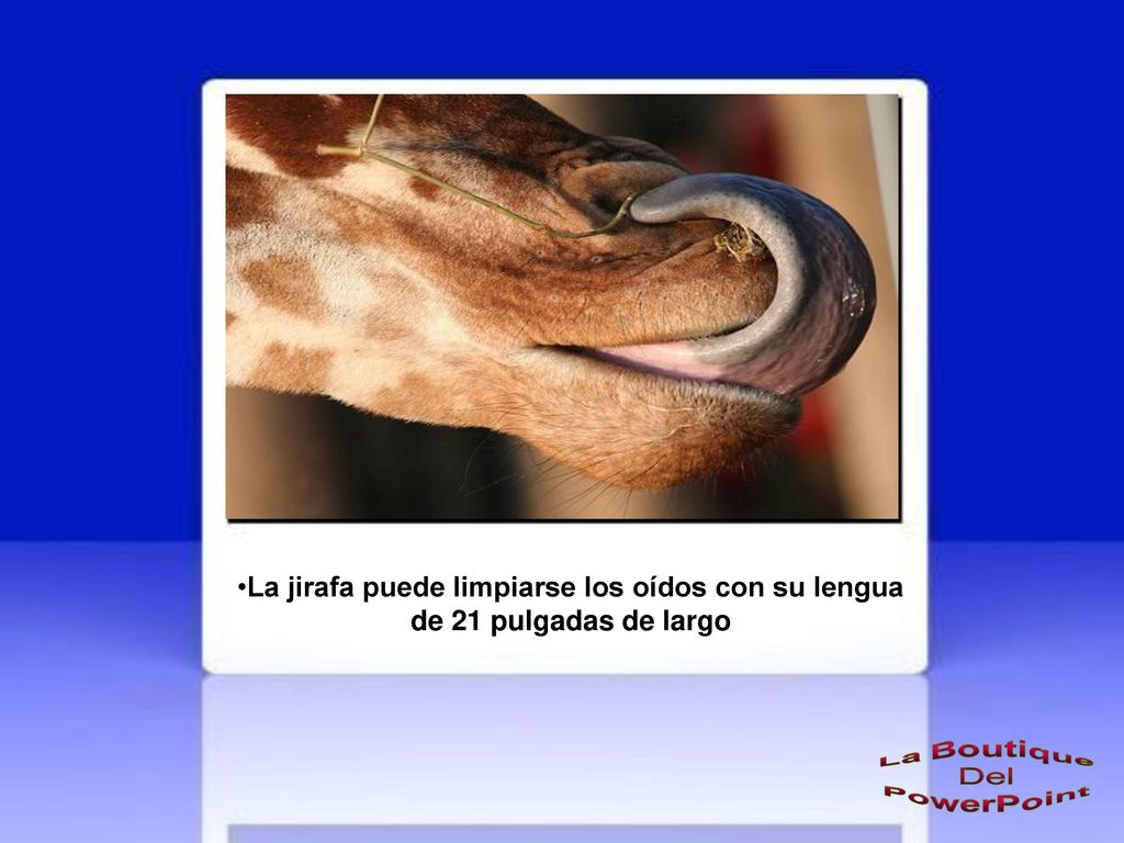 La jirafa puede limpiarse los oídos con su lengua de 21 pulgadas de largo