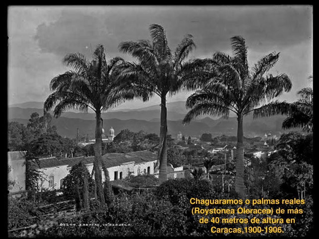 Chaguaramos o palmas reales (Roystonea Oleracea) de más de 40 metros de altura en Caracas,