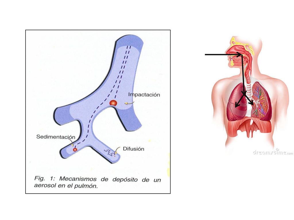 Según el nivel del aparato respiratorio las partículas de aerosoles se comportan de distinta forma. A nivel de vías aéreas superiores, bifurcaciones bronquiales y paredes laterales de grandes bronquios se depositan por impactación. Las partículas de mayor tamaño suelen depositarse en la orofaringe. A nivel de alveolos y pequeñas vías aéreas el deposito tiene lugar por sedimentación. Algunas partículas (fundamentalmente las de pequeño tamaño) quedan flotando en un movimiento de tipo browniano (difusión), pudiendo salir de nuevo del árbol respiratoria durante la espiración.
