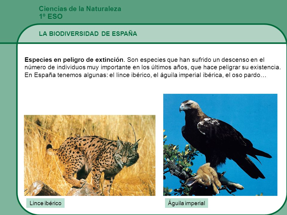1º ESO Ciencias de la Naturaleza LA BIODIVERSIDAD DE ESPAÑA