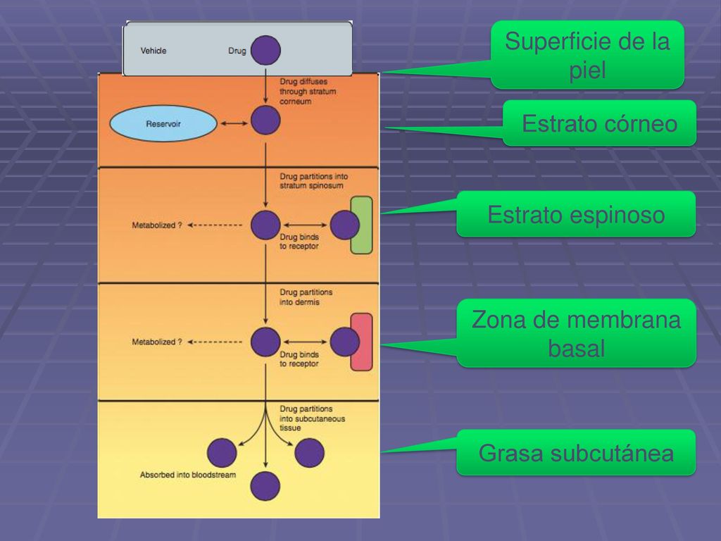 Superficie de la piel Estrato córneo Estrato espinoso Zona de membrana basal Grasa subcutánea