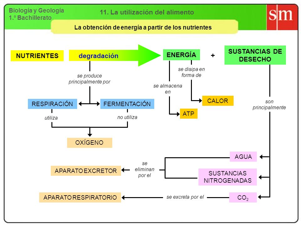 + 11. La utilización del alimento SUSTANCIAS DE DESECHO ENERGÍA
