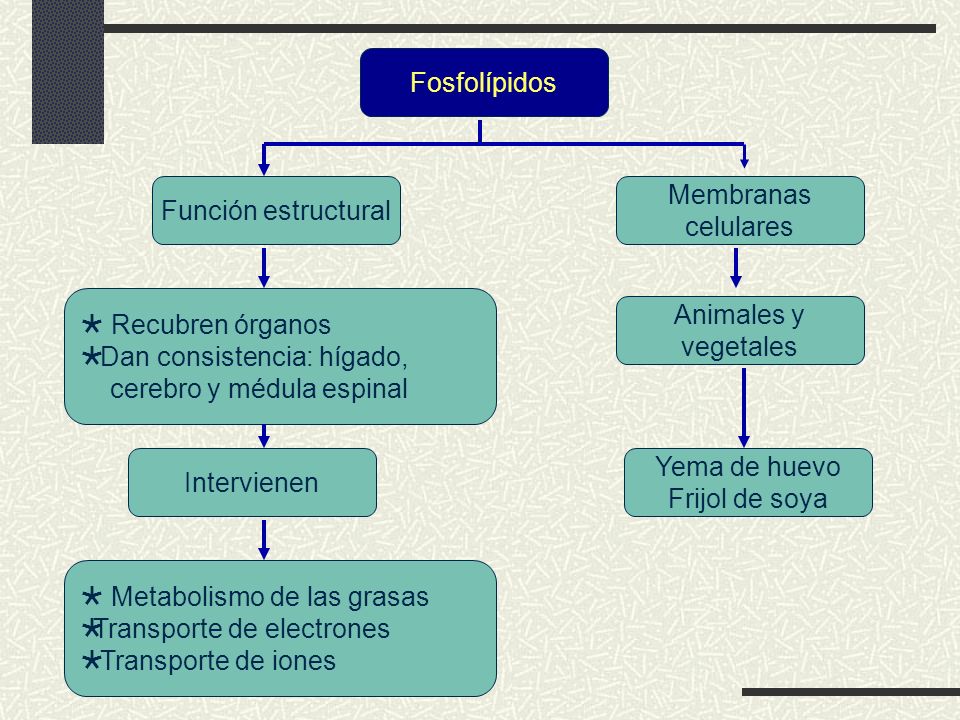 Fosfolípidos Función estructural. Membranas. celulares.  Recubren órganos. Dan consistencia: hígado,