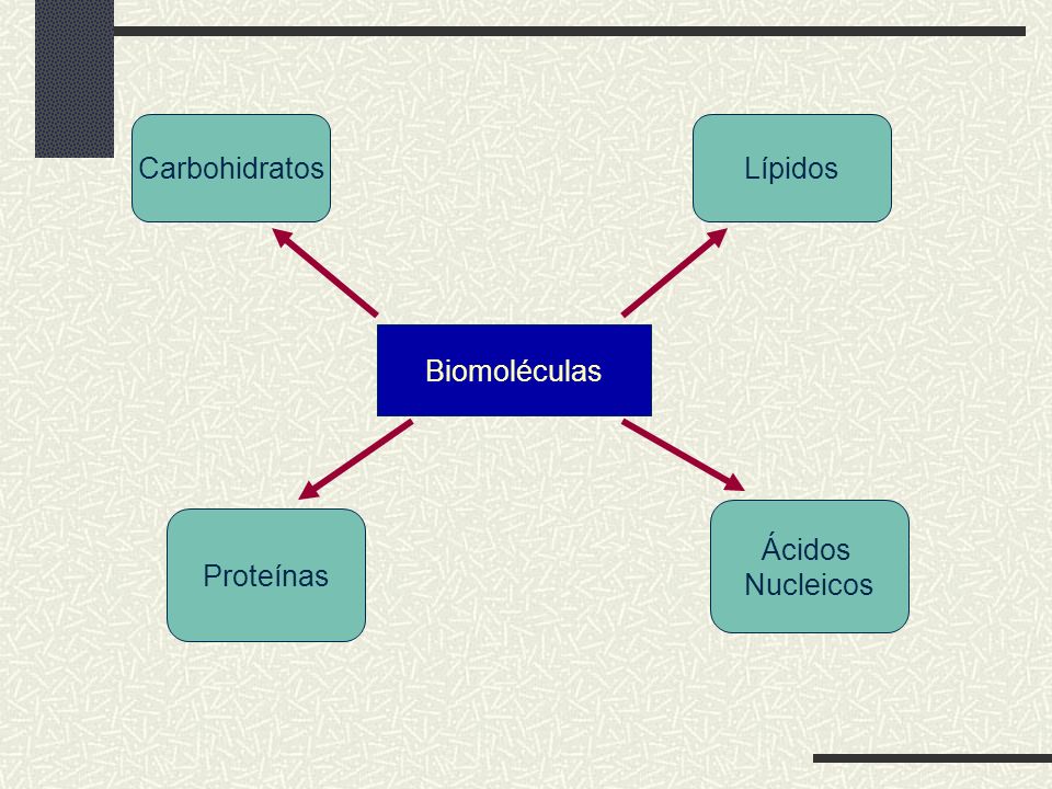 Carbohidratos Lípidos Biomoléculas Ácidos Nucleicos Proteínas