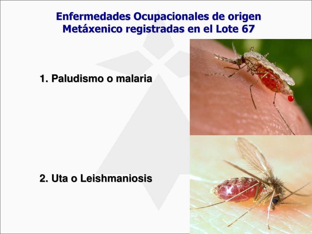 Enfermedades Ocupacionales de origen Metáxenico registradas en el Lote 67