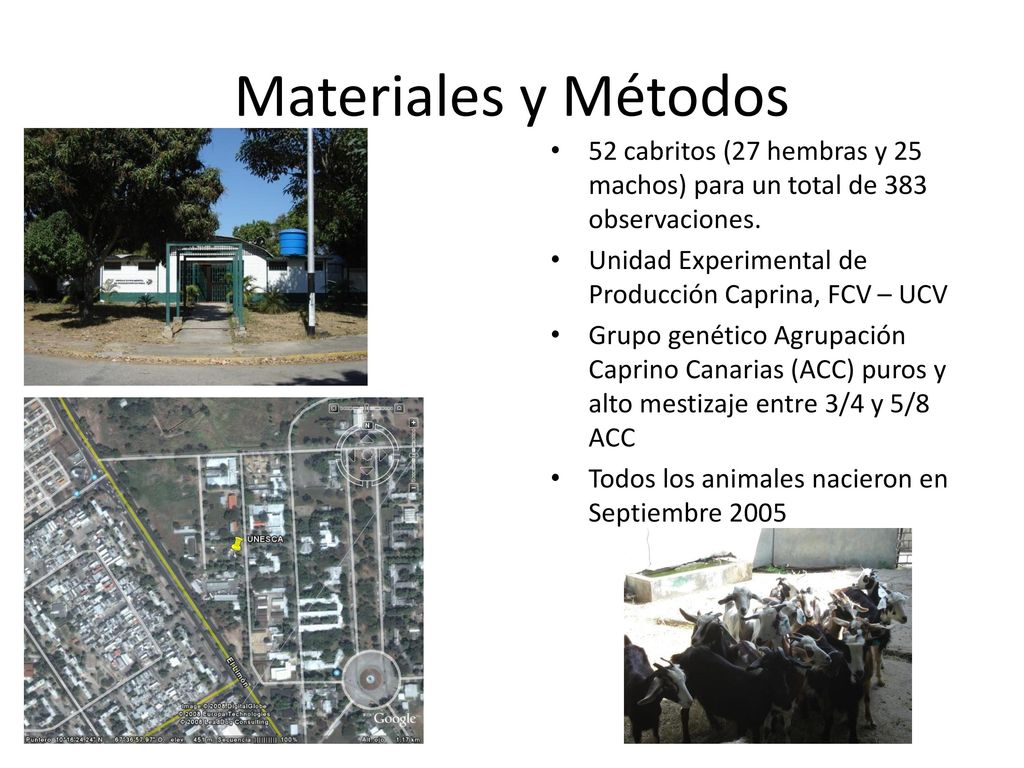 Materiales y Métodos 52 cabritos (27 hembras y 25 machos) para un total de 383 observaciones. Unidad Experimental de Producción Caprina, FCV – UCV.
