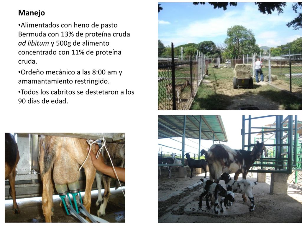 Manejo Alimentados con heno de pasto Bermuda con 13% de proteína cruda ad libitum y 500g de alimento concentrado con 11% de proteína cruda.