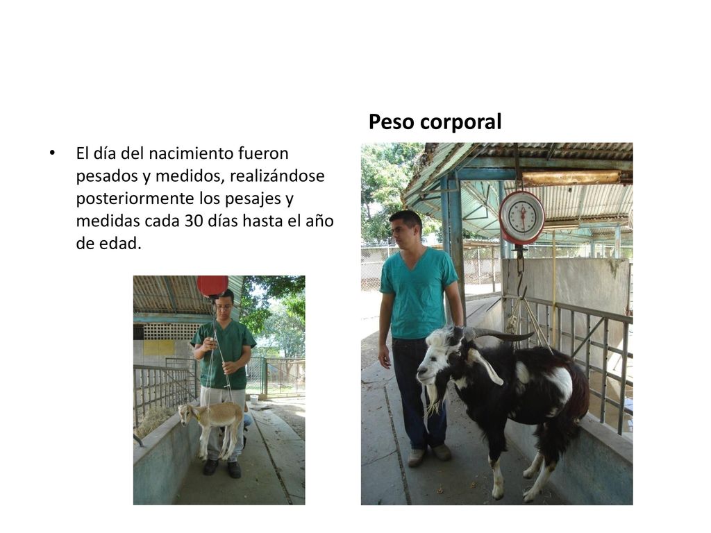 Peso corporal El día del nacimiento fueron pesados y medidos, realizándose posteriormente los pesajes y medidas cada 30 días hasta el año de edad.