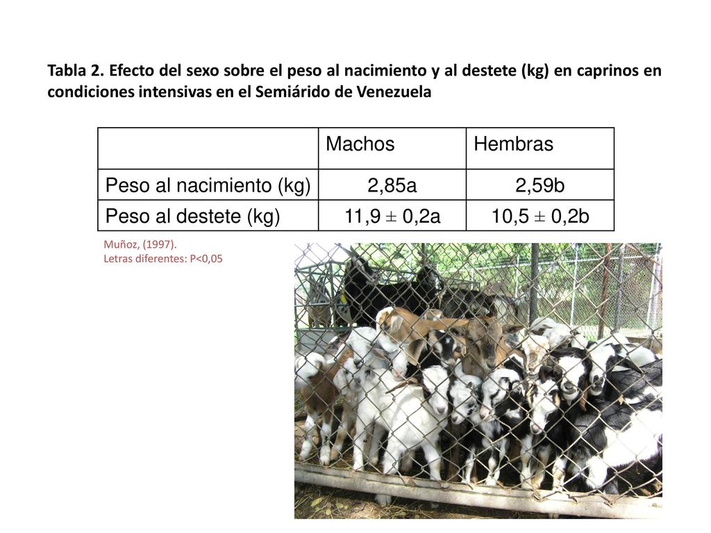 Peso al nacimiento (kg) 2,85a 2,59b Peso al destete (kg) 11,9 ± 0,2a