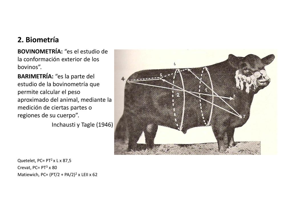 2. Biometría BOVINOMETRÍA: es el estudio de la conformación exterior de los bovinos .
