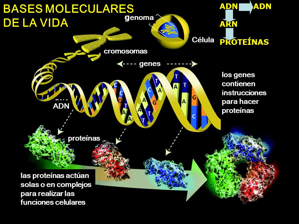 BASES MOLECULARES DE LA VIDA ADN ADN ARN genoma PROTEÍNAS Célula