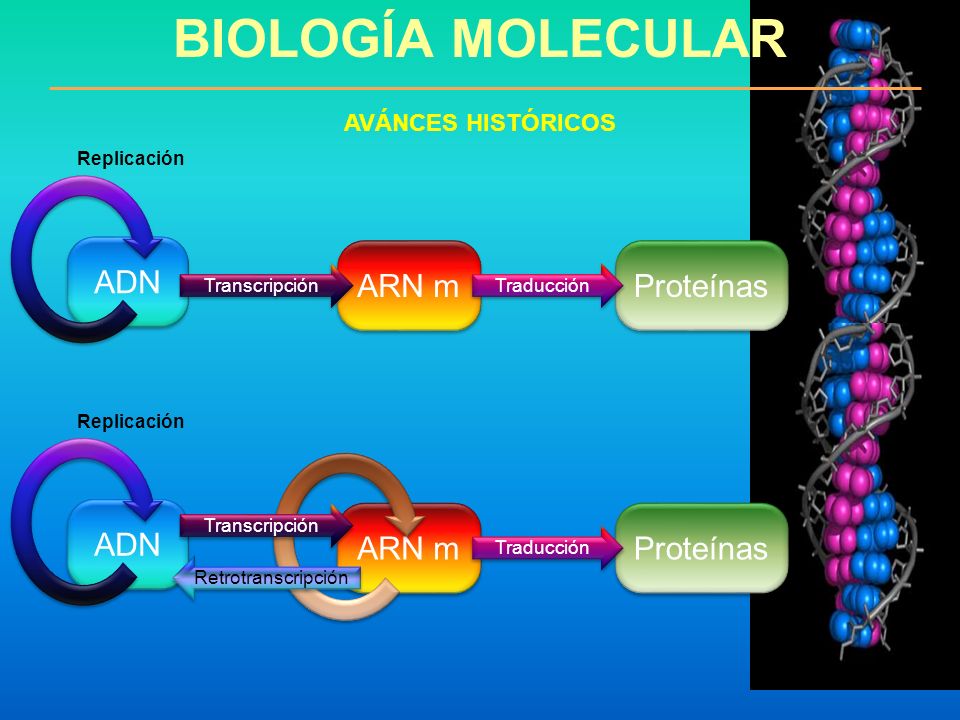 BIOLOGÍA MOLECULAR ADN ARN m Proteínas ADN ARN m Proteínas