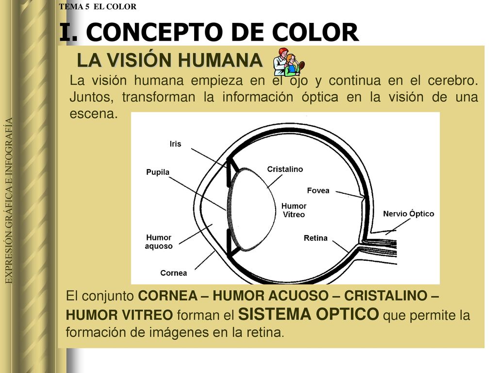 I. CONCEPTO DE COLOR LA VISIÓN HUMANA