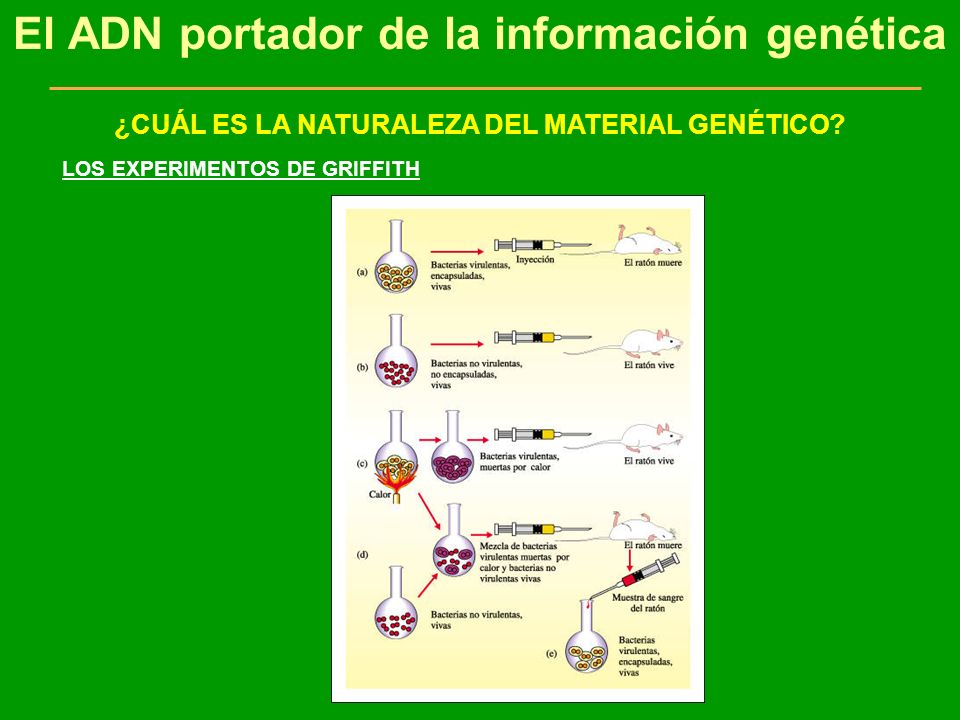 El ADN portador de la información genética