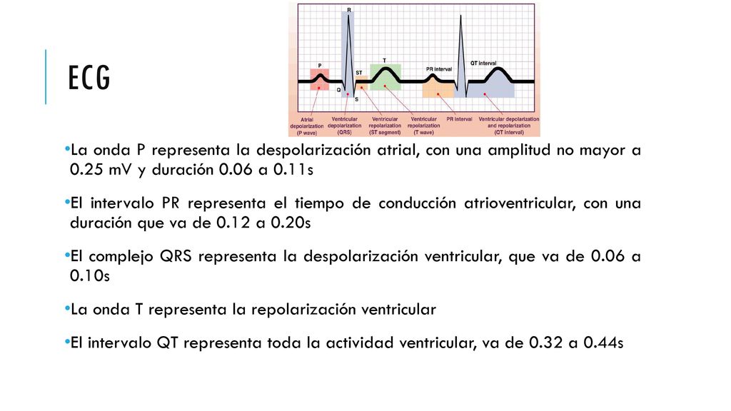 ECG La onda P representa la despolarización atrial, con una amplitud no mayor a 0.25 mV y duración 0.06 a 0.11s.