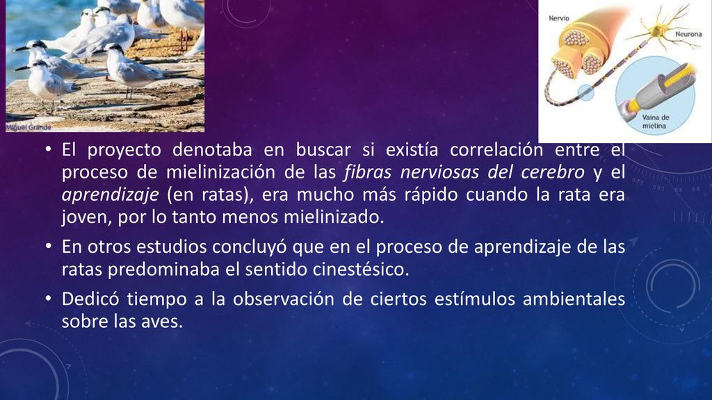 El proyecto denotaba en buscar si existía correlación entre el proceso de mielinización de las fibras nerviosas del cerebro y el aprendizaje (en ratas), era mucho más rápido cuando la rata era joven, por lo tanto menos mielinizado.