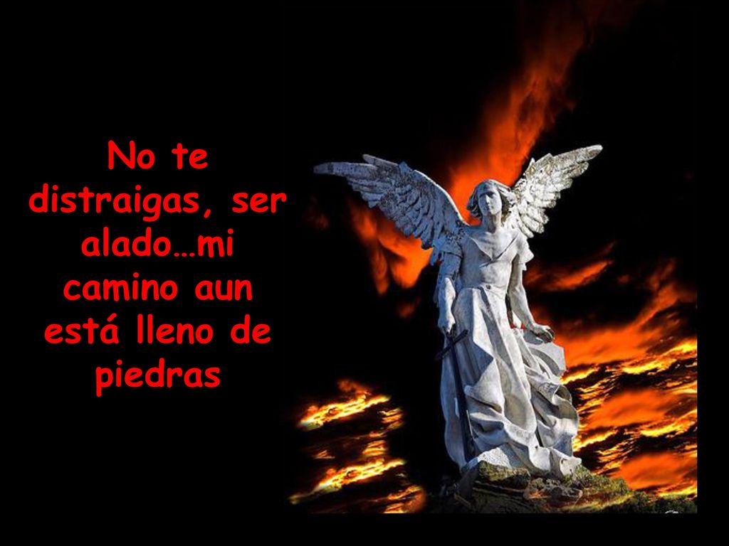 No te distraigas, ser alado…mi camino aun está lleno de piedras