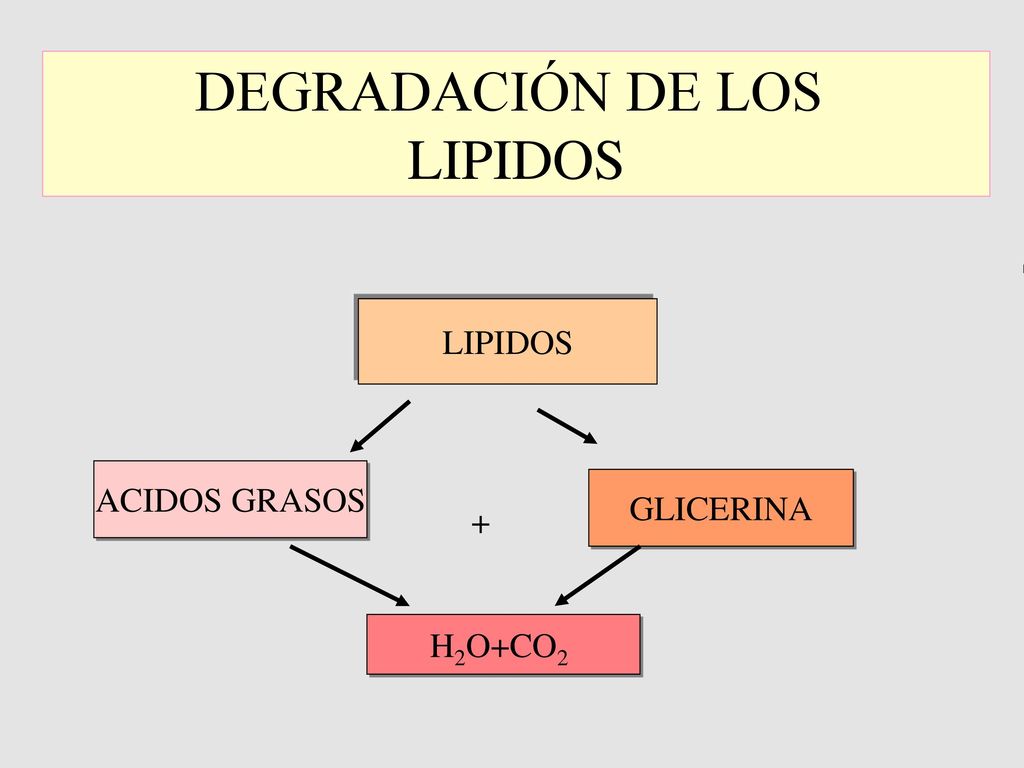 DEGRADACIÓN DE LOS LIPIDOS LIPIDOS ACIDOS GRASOS GLICERINA + H2O+CO2