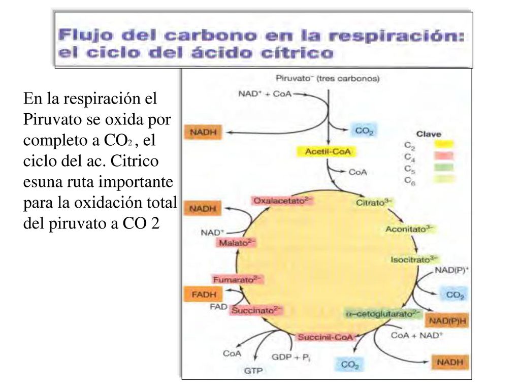 En la respiración el Piruvato se oxida por completo a CO2 , el ciclo del ac.