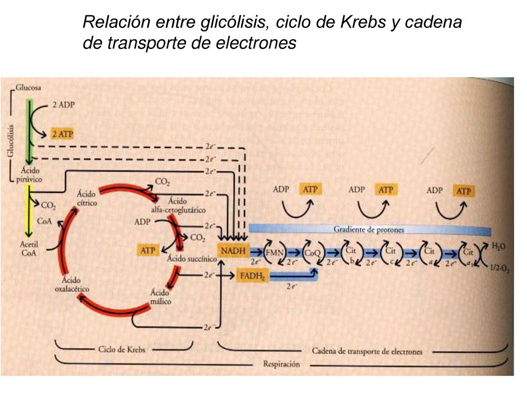 Relación entre glicólisis, ciclo de Krebs y cadena de transporte de electrones