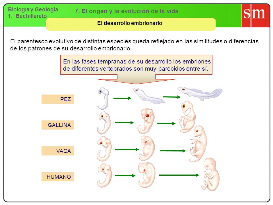 7. El origen y la evolución de la vida El desarrollo embrionario