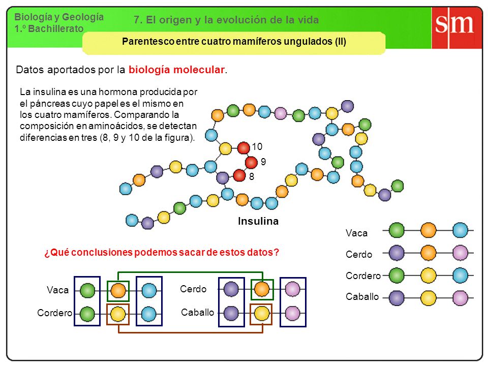 7. El origen y la evolución de la vida Insulina