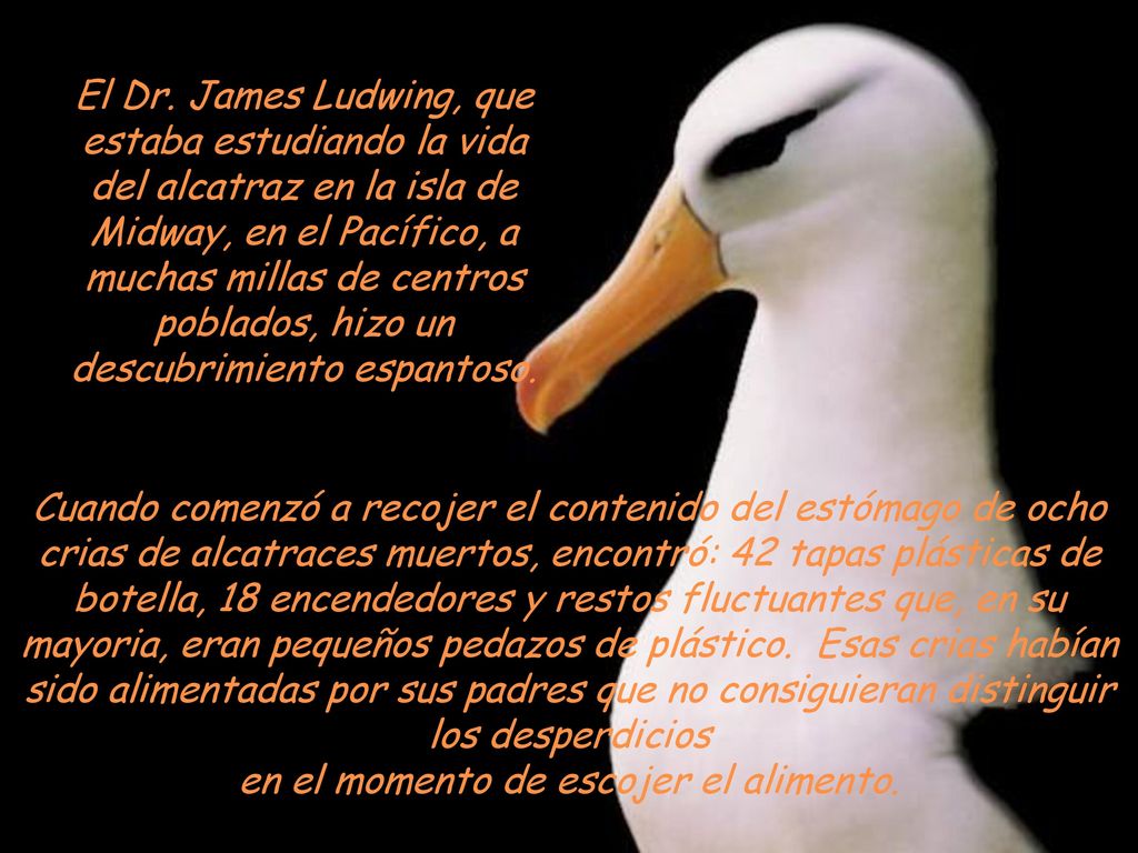 El Dr. James Ludwing, que estaba estudiando la vida del alcatraz en la isla de Midway, en el Pacífico, a muchas millas de centros poblados, hizo un descubrimiento espantoso.