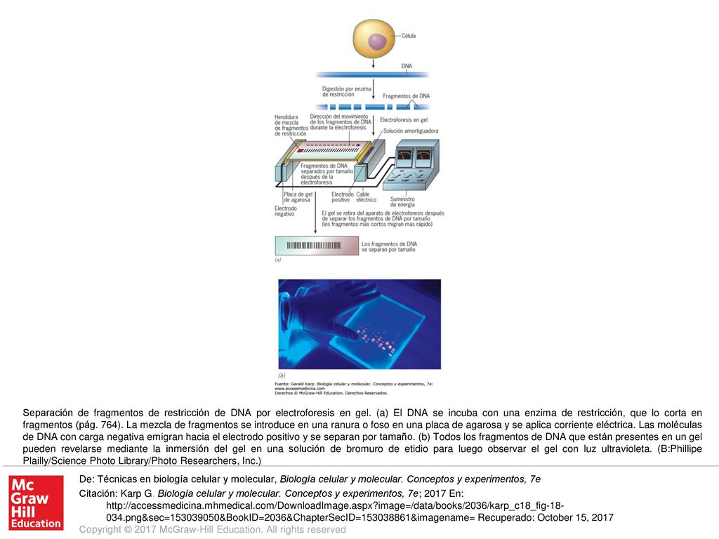 Separación de fragmentos de restricción de DNA por electroforesis en gel. (a) El DNA se incuba con una enzima de restricción, que lo corta en fragmentos (pág. 764). La mezcla de fragmentos se introduce en una ranura o foso en una placa de agarosa y se aplica corriente eléctrica. Las moléculas de DNA con carga negativa emigran hacia el electrodo positivo y se separan por tamaño. (b) Todos los fragmentos de DNA que están presentes en un gel pueden revelarse mediante la inmersión del gel en una solución de bromuro de etidio para luego observar el gel con luz ultravioleta. (B:Phillipe Plailly/Science Photo Library/Photo Researchers, Inc.)