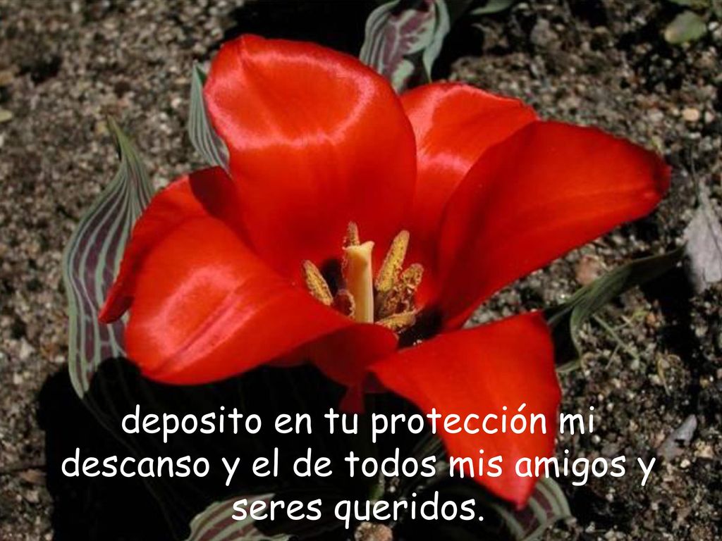 deposito en tu protección mi descanso y el de todos mis amigos y seres queridos.